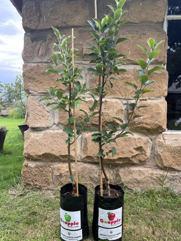 2 apple trees 600 pix