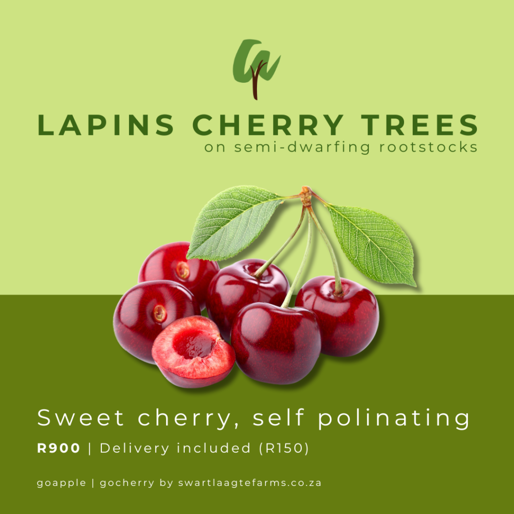 CHERRY