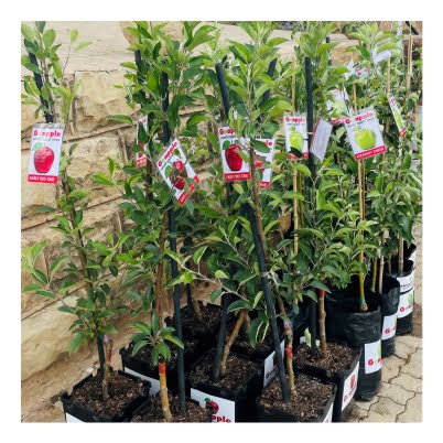 Shop image ERO POTS