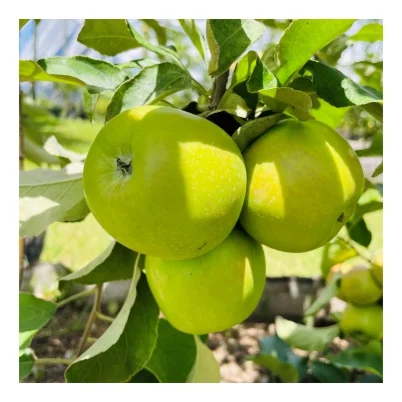 Shop image GS apple 1