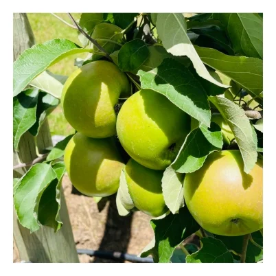 Shop image GS apple 2