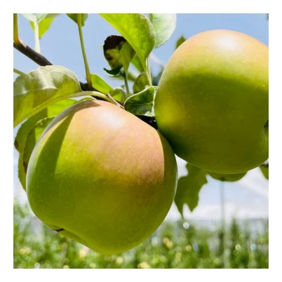 Shop image GS apple 3