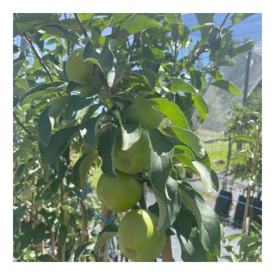 Shop image GS apple 4