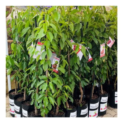 Shop image cherry bagged