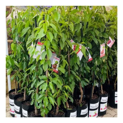 Shop image cherry bagged
