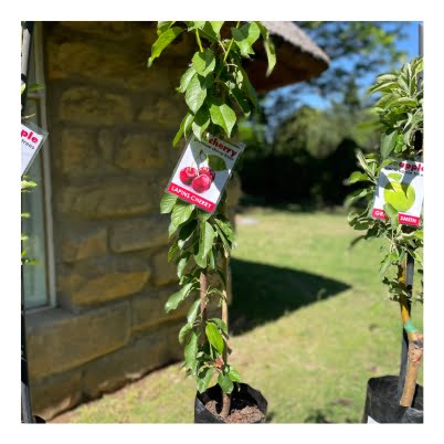 Shop image cherry single
