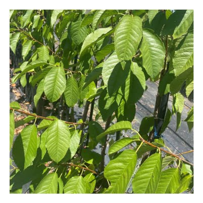 Shop imagecherry leaves