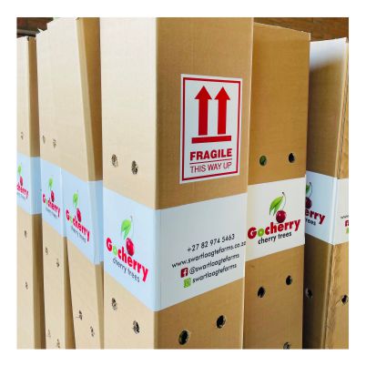 Shop images BOXES cherry