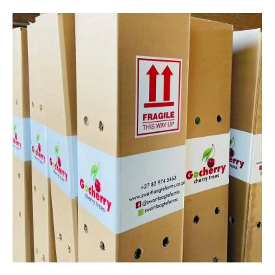 Shop images BOXES cherry