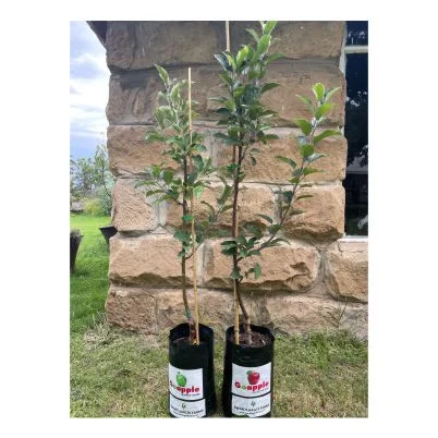 Shop images GS & ERO