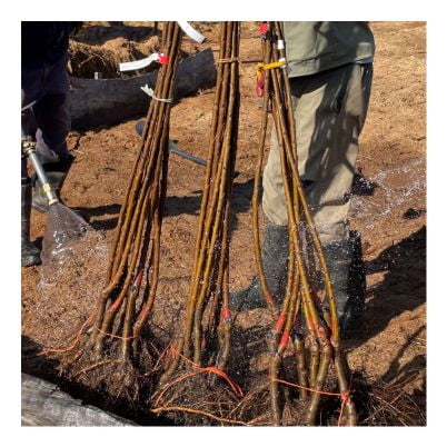 Shop images cherry rootstock