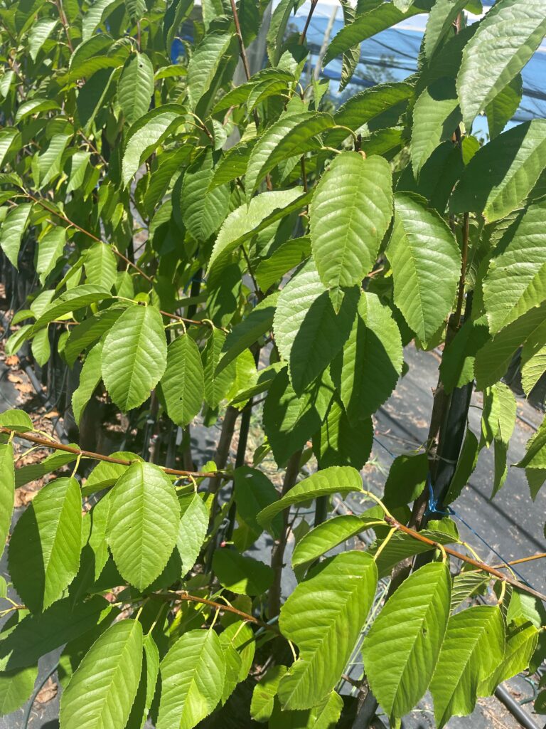 cherry leaves 1