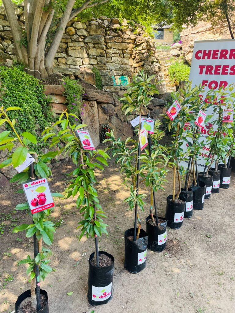 cherry open garden 2
