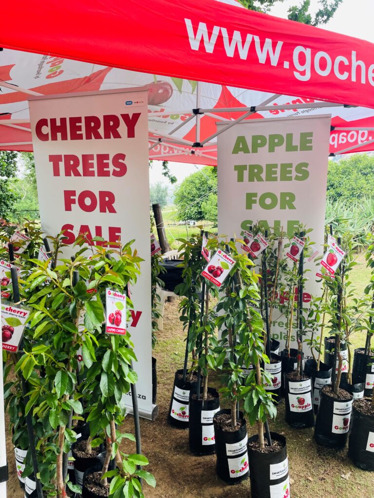 cherry open garden