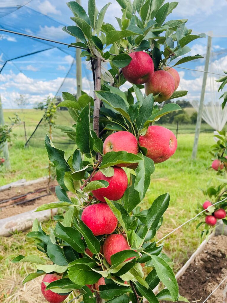 Cherry | Apple tree Combo (Red & Green option, delivery included ...