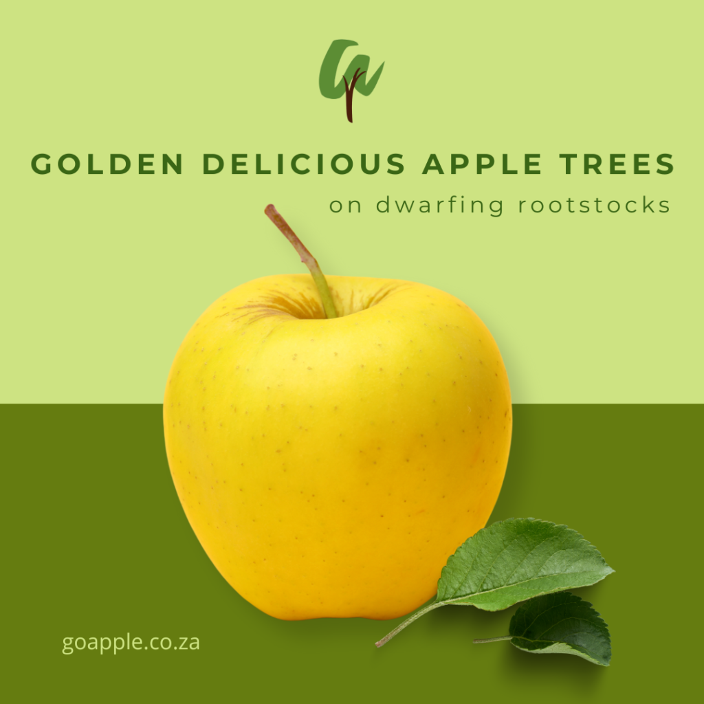 GOLDEN DELICIOUS ad