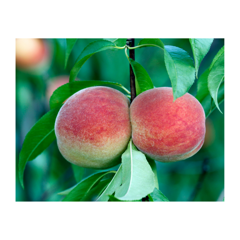 Shop images BOLAND 2