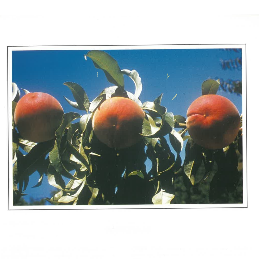 Shop images IMPERANI 2