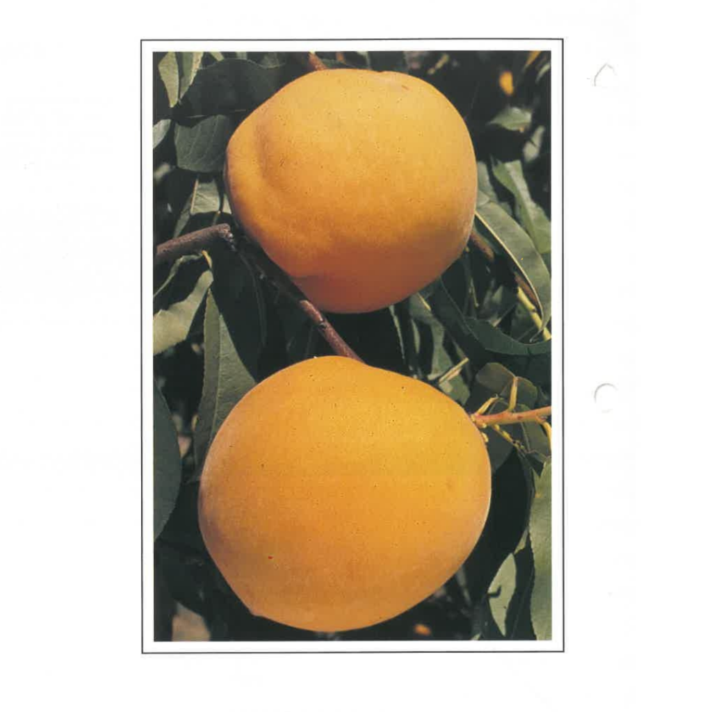 Shop images MONATE 2