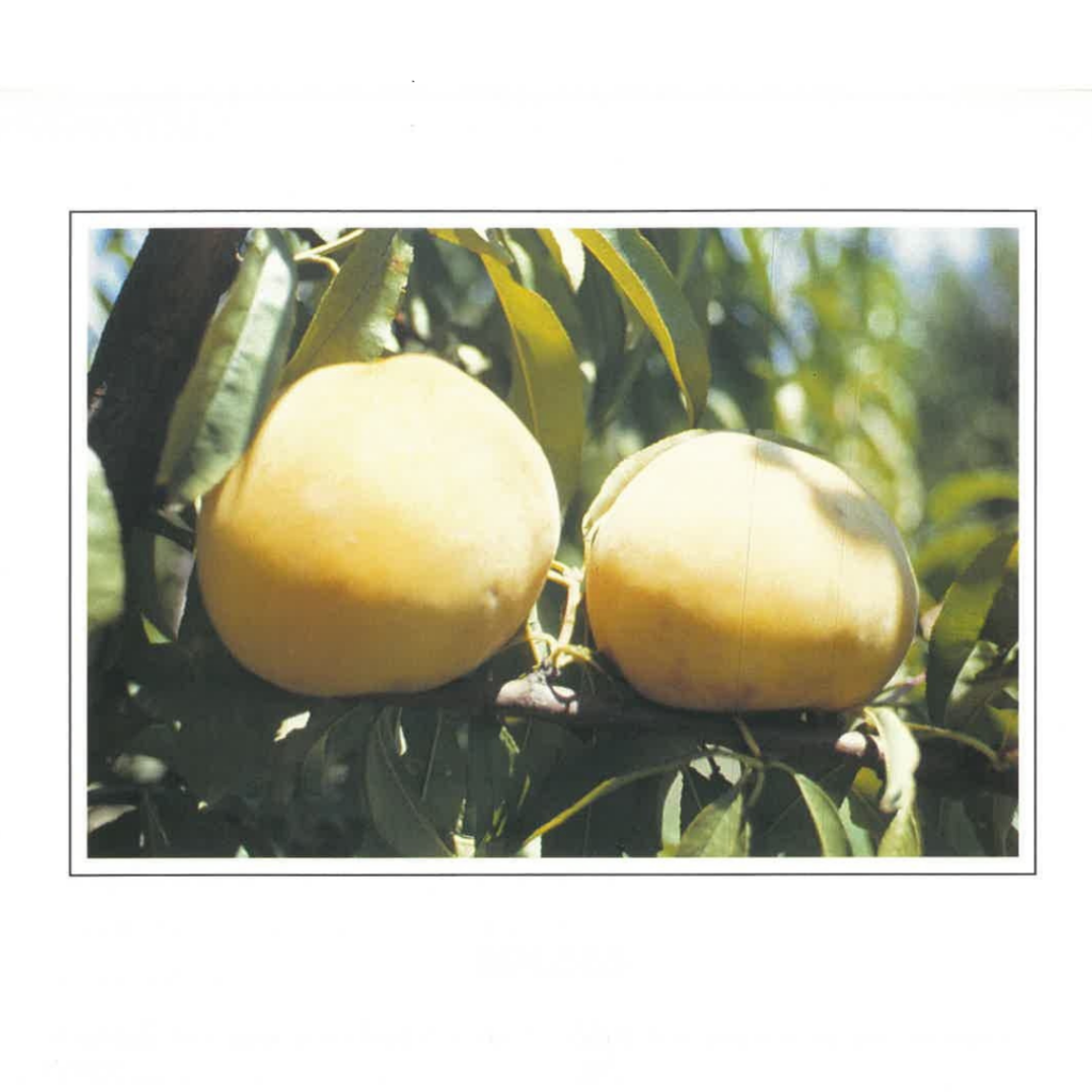 Shop images ROLEES 2