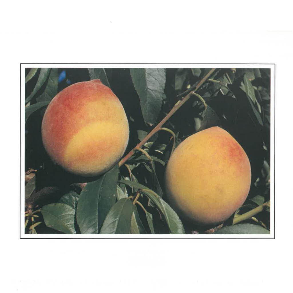 Shop images SAFARI 2